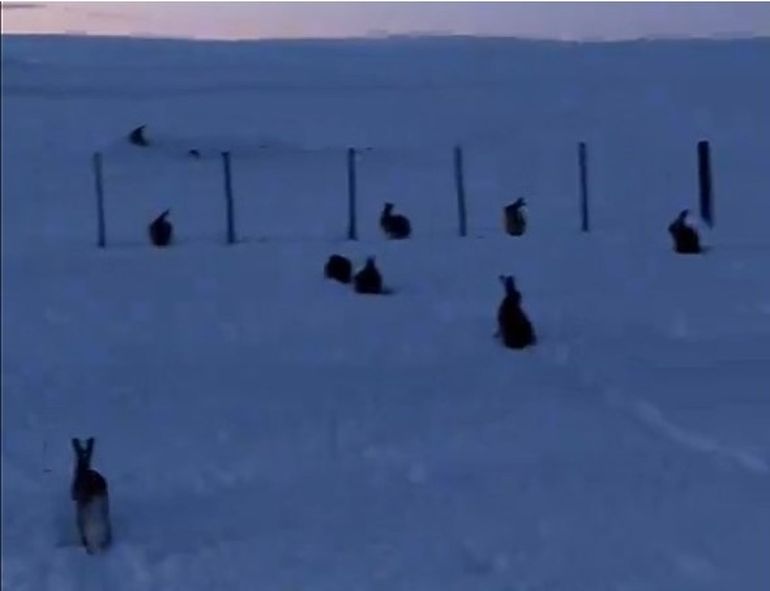 LIebres en la nieve: a los cazadores ilegales no les importó el riesgo de moverse a campo traviesa en medio de la ola de frío que azota la Patagonia. LIebres en la nieve: a los cazadores ilegales no les importó el riesgo de moverse a campo traviesa en medio de la ola de frío que azota la Patagonia.