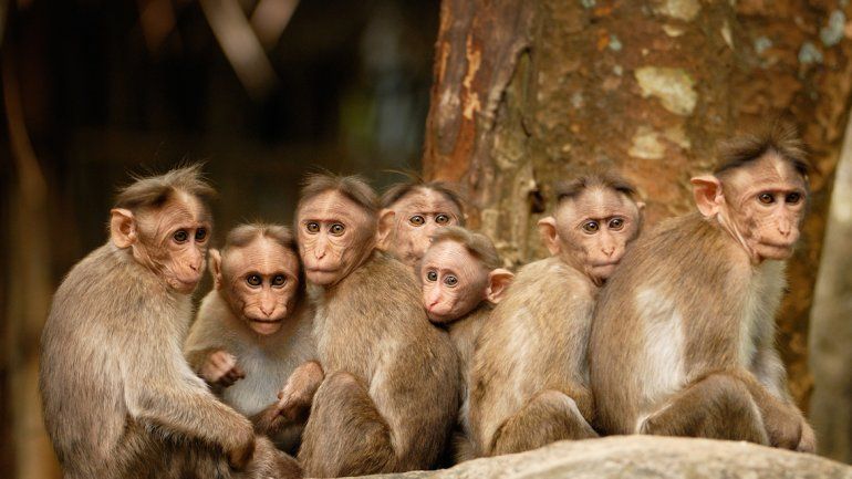 Los científicos piden que se haga algo a nivel global y avisan que si nuestros parientes más cercanos no pueden sobrevivir en estos entornos