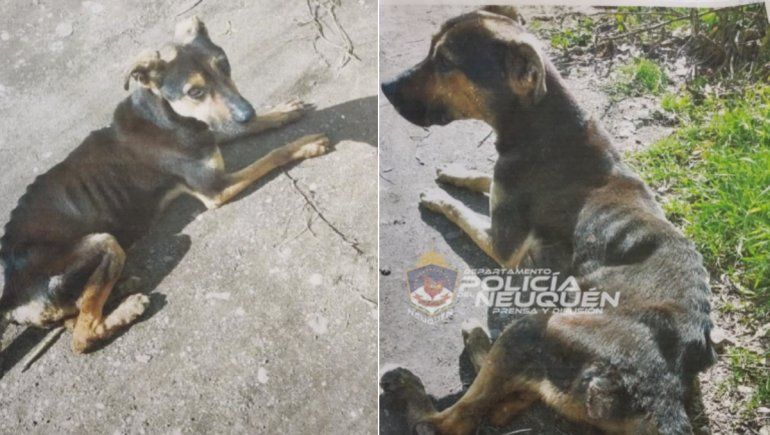 Maltrato animal: la denuncia de un vecino salvó a un perro desnutrido