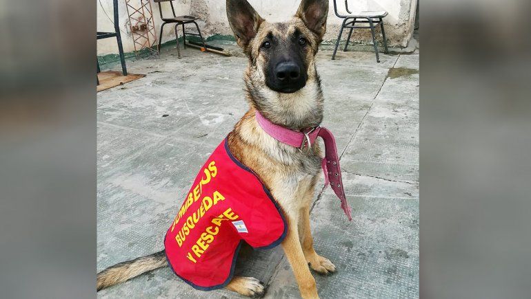 Desesperada búsqueda de una perra cipoleña especializada en rastrillajes