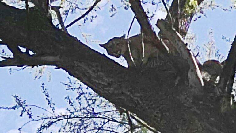 Encontraron un puma arriba de un árbol en una chacra de Regina