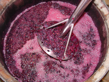 La microbiología enológica detecta fallas en la fermentación antes de que arruinen la cosecha.