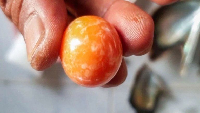 Buscaba ostras y halló una perla de miles de dólares