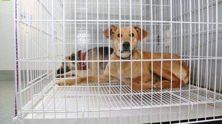 A Nueva España llega la Muni para castrar más perros