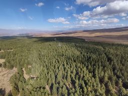El objetivo es comprender cómo las poblaciones de los insectos se comportan en determinados ambientes. Foto: gentileza José Villacide. El objetivo es comprender cómo las poblaciones de los insectos se comportan en determinados ambientes. Foto: gentileza José Villacide.