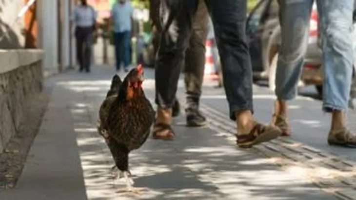 Una gallina camina junto a transeúntes en una calle de Torrevieja, en Alicante. Una gallina camina junto a transeúntes en una calle de Torrevieja, en Alicante.