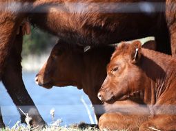 Con plazos alineados al negocio ganadero y ajustes vinculados al precio del novillo o la soja, el Pagaré Producto gana terreno como alternativa de financiamiento en el agro. Con plazos alineados al negocio ganadero y ajustes vinculados al precio del novillo o la soja, el Pagaré Producto gana terreno como alternativa de financiamiento en el agro.
