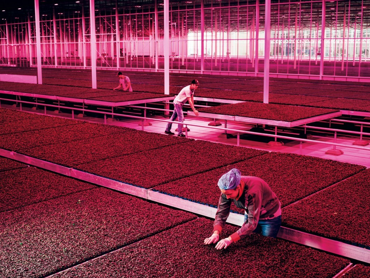 El inhóspito clima holandés obliga a que la mayoría de las cosechas ocurran bajo el techo de ultramodernos invernaderos. El inhóspito clima holandés obliga a que la mayoría de las cosechas ocurran bajo el techo de ultramodernos invernaderos.