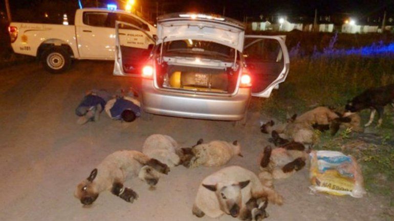 Algunas de las ovejas que llevaban