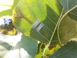 La polilla del álamo afecta especialmente el follaje. Toman medidas para proteger la producción del Alto Valle. La polilla del álamo afecta especialmente el follaje. Toman medidas para proteger la producción del Alto Valle.