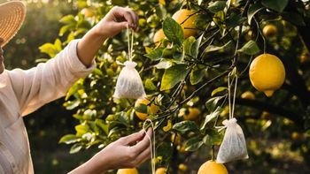 Además de decorar las ramas del limonero, colcar saquitos de té en tu limonero lo ayudará a crecer sano y reluciente. Además de decorar las ramas del limonero, colcar saquitos de té en tu limonero lo ayudará a crecer sano y reluciente.