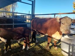 al norte de la barrera sanitaria: la mirada desde el otro lado del rio colorado al norte de la barrera sanitaria: la mirada desde el otro lado del rio colorado