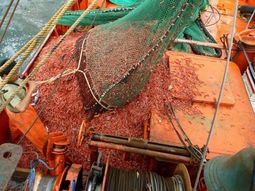 En Río Negro, la pesca también está sufriendo los problemas de rentabilidad. En Río Negro, la pesca también está sufriendo los problemas de rentabilidad.