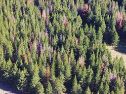 El insecto fue detectado recientemente en Brasil, donde provocó severas mortalidades en rodales de pino. Foto: INTA El insecto fue detectado recientemente en Brasil, donde provocó severas mortalidades en rodales de pino. Foto: INTA