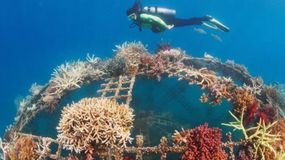 Un parque de arrecifes artificiales, la novedad de Puerto Madryn para los amantes del buceo (foto ilustrativa). | LM Neuquen Un parque de arrecifes artificiales, la novedad de Puerto Madryn para los amantes del buceo (foto ilustrativa).