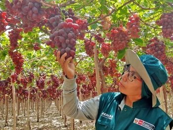 Una combinación de planificación agrícola, diversificación de mercados y apuesta por variedades patentadas impulsa el salto exportador de la uva peruana. Una combinación de planificación agrícola, diversificación de mercados y apuesta por variedades patentadas impulsa el salto exportador de la uva peruana.