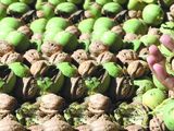 El kilo de nuez exportable está alrededor de 2,5 dólares. Hay 25 establecimientos en Neuquén que producen para exportar. El mercado interno se ganó un lugar por los cambios en la pandemia.
