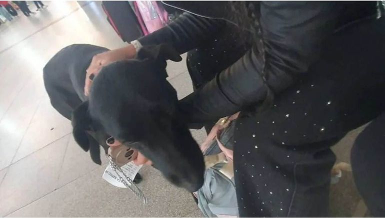 Tras la viralización del video, asociaciones protectoras de animales de Rosario denunciaron hombre que lo maltrató al perro. Tras la viralización del video, asociaciones protectoras de animales de Rosario denunciaron hombre que lo maltrató al perro.