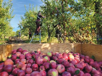 Se espera un buena calidad en la cosecha de manzanas de Canadá.