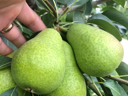 El 9 de enero será el momento de la cosecha de la pera Williams. El 9 de enero será el momento de la cosecha de la pera Williams.