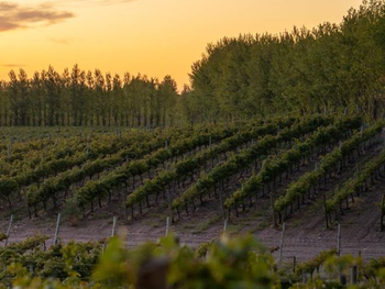 una radiografia de la nueva frontera del vino de argentina, la patagonia