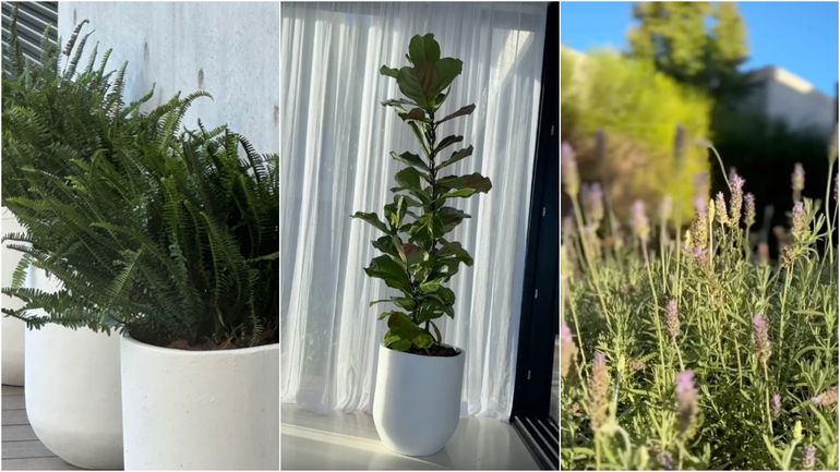 La increíble nueva decoración del jardín de Pampita La increíble nueva decoración del jardín de Pampita