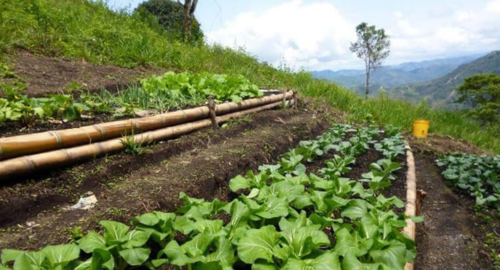 Producir de manera orgánica quiere decir hacerlo de acuerdo a un determinado reglamento. Producir de manera orgánica quiere decir hacerlo de acuerdo a un determinado reglamento.