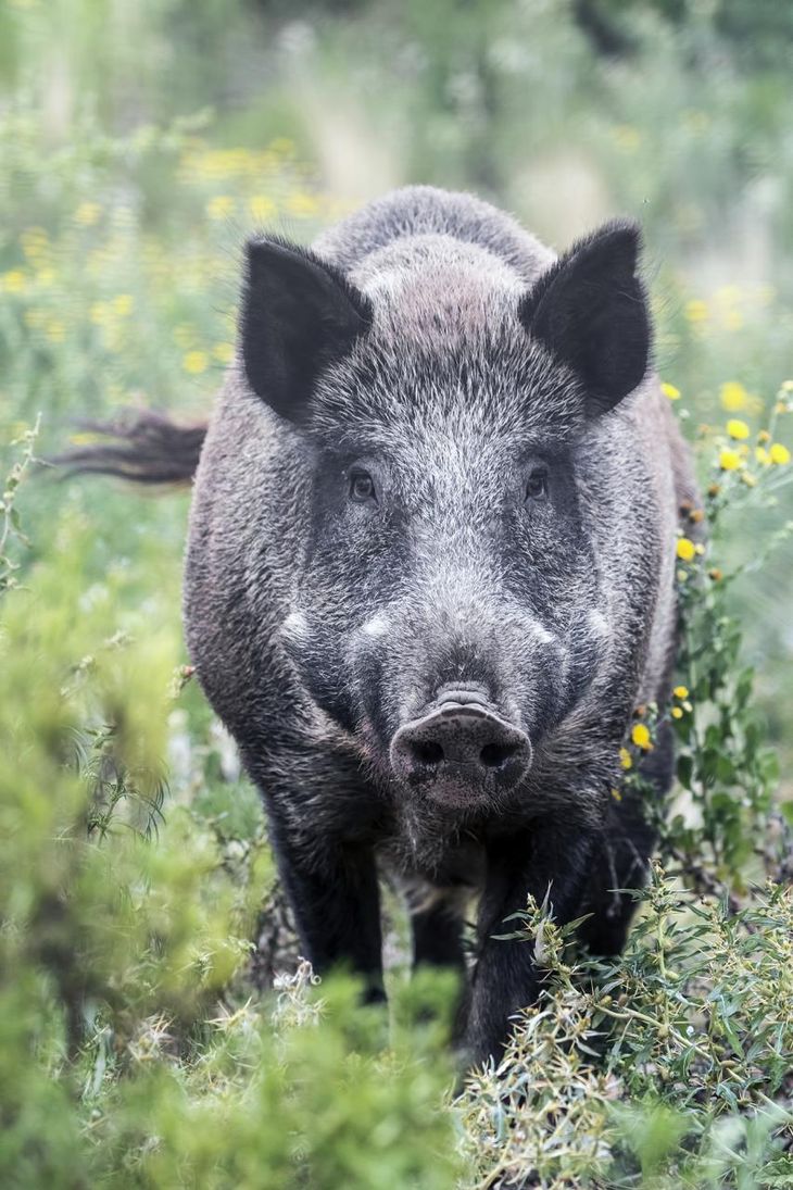 La expansión de la frontera urbana en la Patagonia reduce el hábitat natural de la fauna silvestre. Foto: Estrategia Nacional sobre Especies Exóticas Invasoras