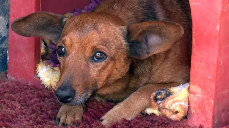 El gesto del perro mostró el amor incondicional entre la mascota y su cuidador. El gesto del perro mostró el amor incondicional entre la mascota y su cuidador.