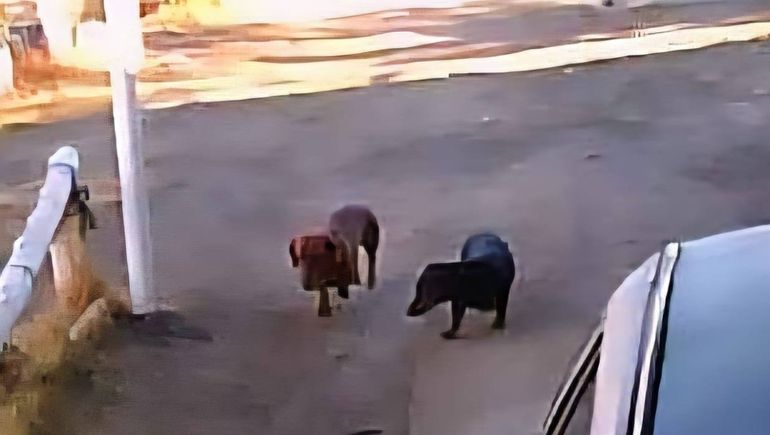 Los perros salchichas condenados