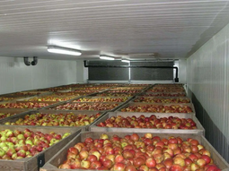 Los stocks de manzanas en Europa caen, los precios suben. Los stocks de manzanas en Europa caen, los precios suben.