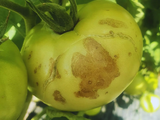 El INTA difunde recomendaciones para evitar la dispersión del virus del tomate rugoso. Foto: INTA.