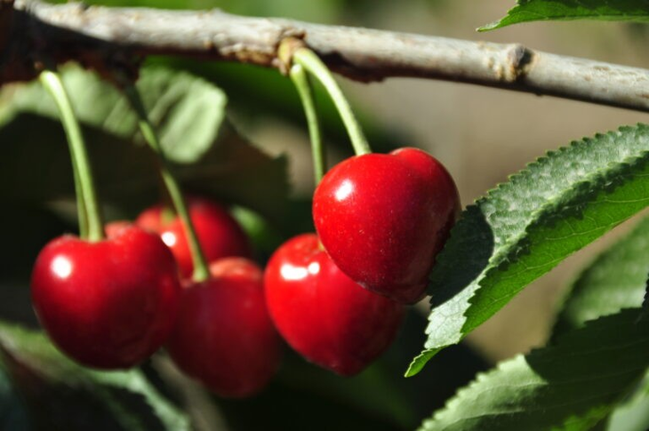 Se cosechan entre finales de la primavera y principios de verano. Foto: INTA Se cosechan entre finales de la primavera y principios de verano. Foto: INTA