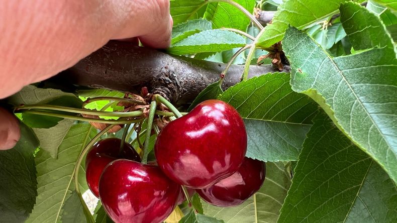 Productores y técnicos advierten que la campaña podría cerrar con menos de 6.000 toneladas, muy por debajo del récord de la temporada pasada.