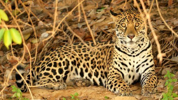 El yaguareté es uno de los animales con mayor riesgo de extinción.