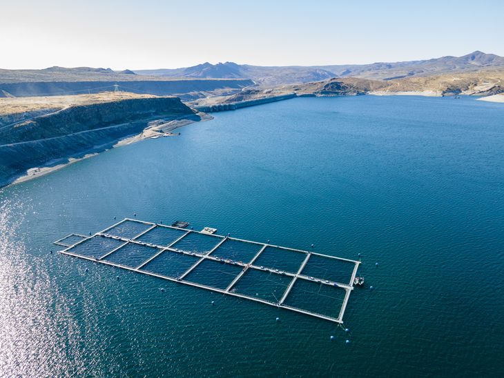 El ciclo productivo de la trucha requiere 24 meses. Foto: gentileza El ciclo productivo de la trucha requiere 24 meses. Foto: gentileza