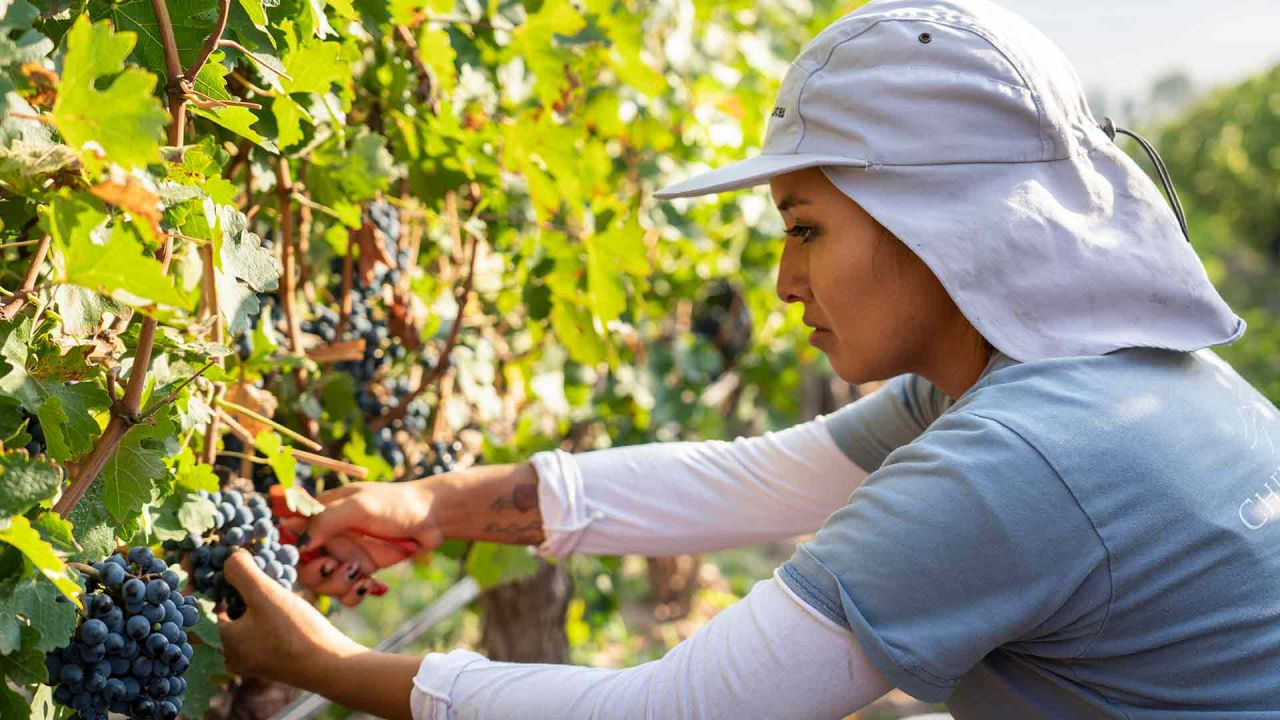 Trabajadores vitivinícolas exigen salarios dignos frente a las bodegas en plena cosecha nacional.