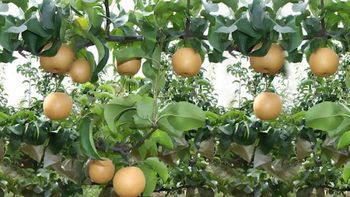 Así es el protocolo entre China y Argentina que regula la importación de peras y manzanas
