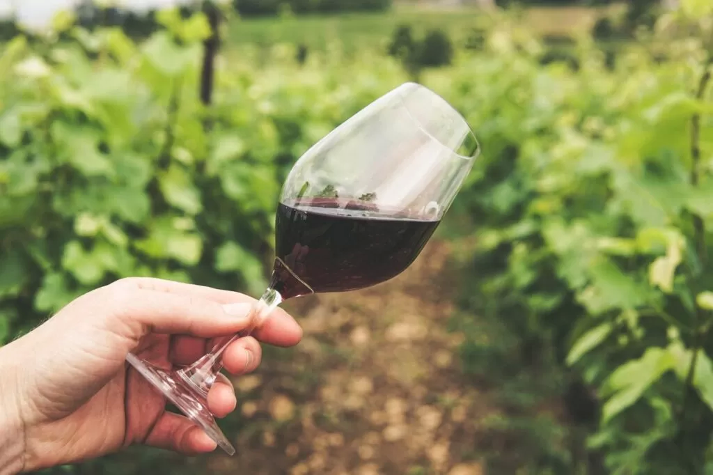 Vinos biodinámicos: ¿Qué son y cuándo se producirán en Neuquén?