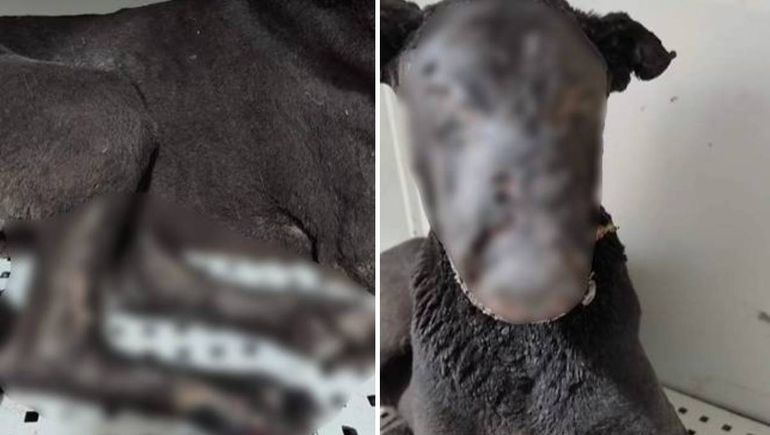 Intentan salvar a Almendra, una perra que prendieron fuego en el basural de Neuquén