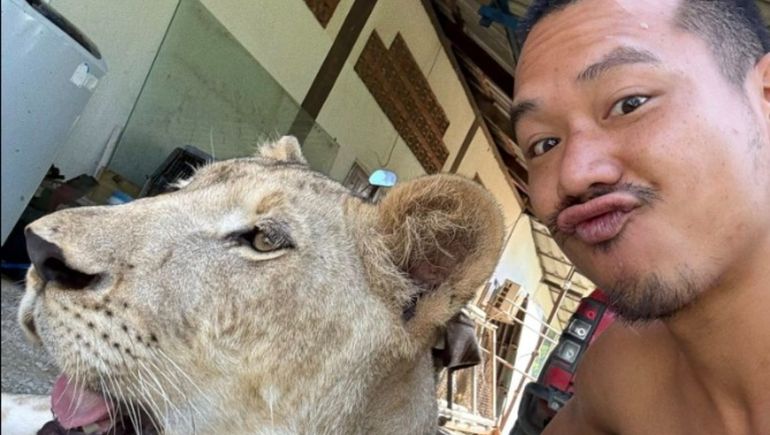 Un influencer tenía una leona como mascota pero se le escapó y atacó a dos personas en Tailandia.