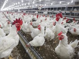 El SENASA nuevamente en alerta por la presencia de influenza aviar en la Argentina. El SENASA nuevamente en alerta por la presencia de influenza aviar en la Argentina.