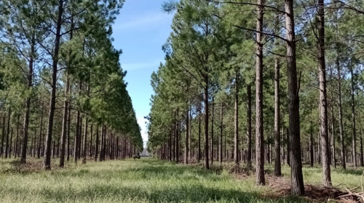 La producción industrial de Compensado (Plywood) se disparó 136,15% en 2023 (71.091 m³), utilizando 155.837 m³ de rollizos. Foto: @agricultura La producción industrial de Compensado (Plywood) se disparó 136,15% en 2023 (71.091 m³), utilizando 155.837 m³ de rollizos. Foto: @agricultura