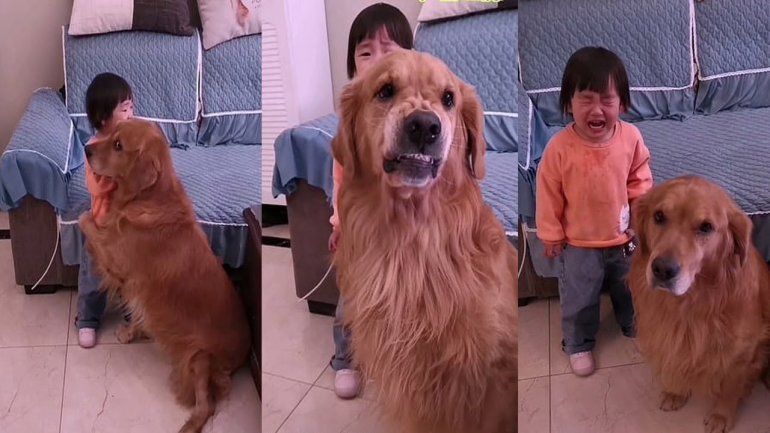 El tierno video del perro que defendió a una niña del reto de su madre