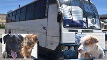 abandonaron a tres perras encerradas en un motorhome averiado