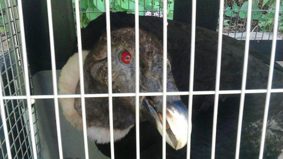 rescataron a un condor herido en loncopue