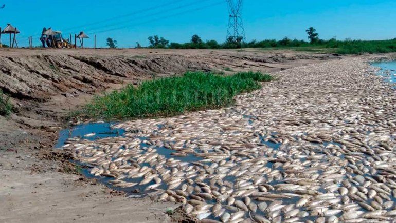 Miles de peces muertos causaron alerta en el litoral argentino