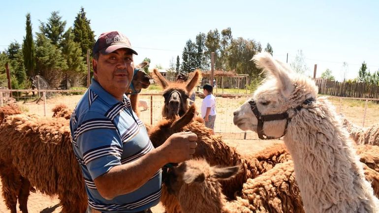 Crueldad infinita: hace llamaterapia y cuatreros le mataron a tiros dos ejemplares preñadas