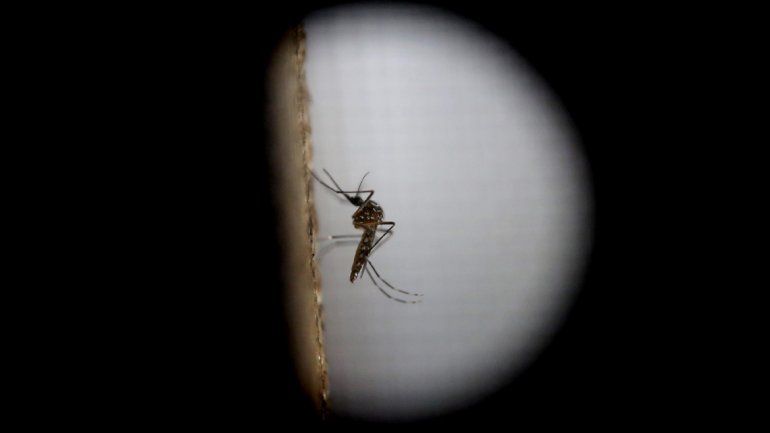 El zika es una enfermedad transmitida por el mosquito Aedes aegypti.