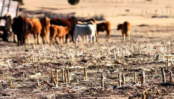 La sequía afectó sensiblemente al productor ganadero de todo el país. La sequía afectó sensiblemente al productor ganadero de todo el país.